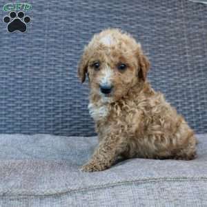 Pumpkin, Mini Goldendoodle Puppy