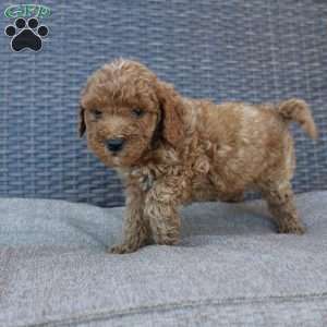 Chipper, Mini Goldendoodle Puppy