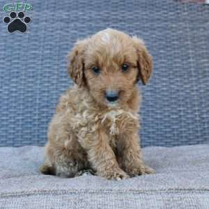 Prince, Mini Goldendoodle Puppy