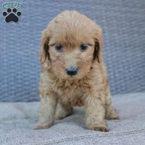 Rosie, Mini Goldendoodle Puppy