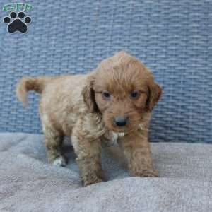 Rocky, Mini Goldendoodle Puppy