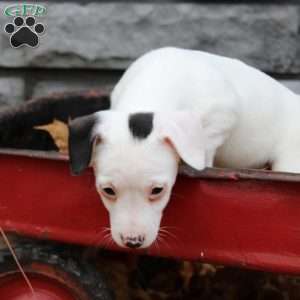 Lilly, Jack Russell Terrier Puppy