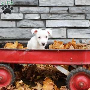 Georgie, Jack Russell Terrier Puppy