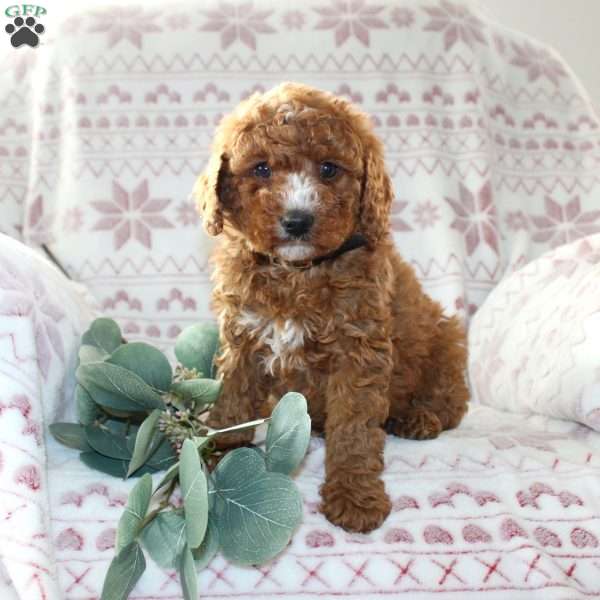 Ruby, Mini Aussiedoodle Puppy