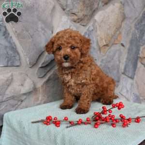 Junior, Toy Poodle Puppy