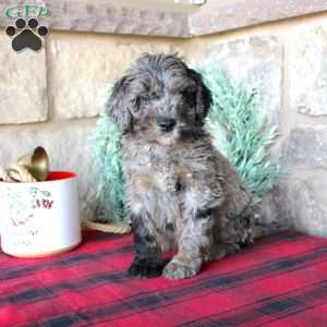 Kenny, Mini Labradoodle Puppy