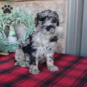 Kale, Mini Labradoodle Puppy