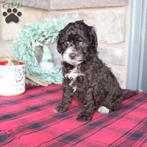 Kat, Mini Labradoodle Puppy