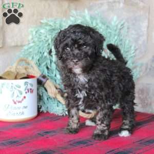 Kendra, Mini Labradoodle Puppy