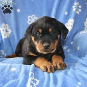 Daisy, Rottweiler Puppy