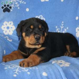 David, Rottweiler Puppy