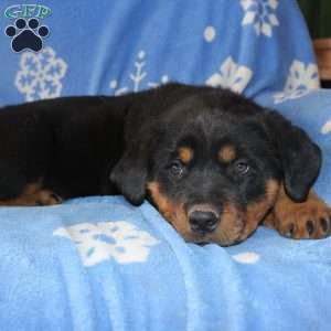 Dolly, Rottweiler Puppy