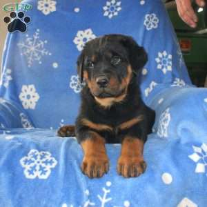 Dora, Rottweiler Puppy