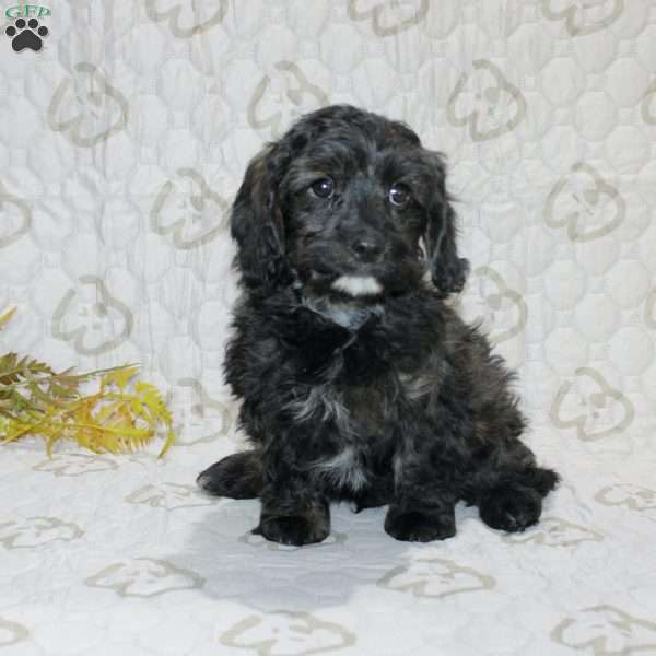 Charlie, Cavapoo Puppy