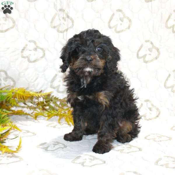 Calvin, Cavapoo Puppy