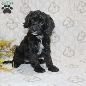 Colton, Cavapoo Puppy