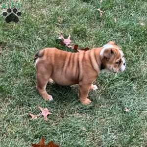 Paris, English Bulldog Puppy