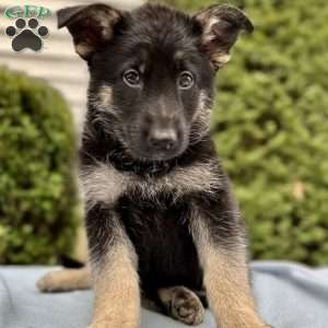 Copy of Smoke, German Shepherd Puppy