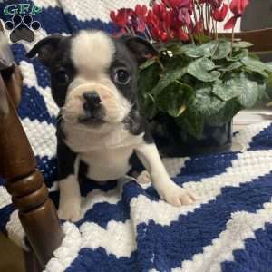 Bouncy, Boston Terrier Puppy