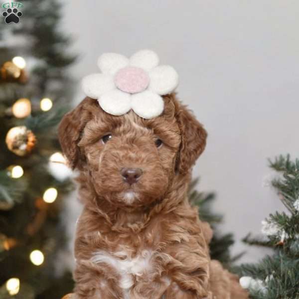 Honey, Mini Goldendoodle Puppy