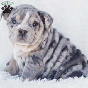 Platinum, English Bulldog Puppy