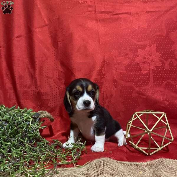 Theo, Beagle Puppy