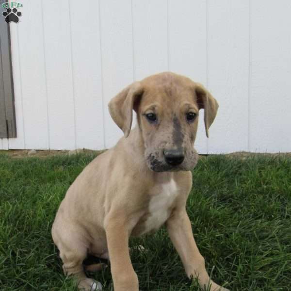 Simon, Great Dane Puppy