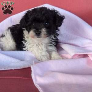 Teacup, Yorkie Poo Puppy