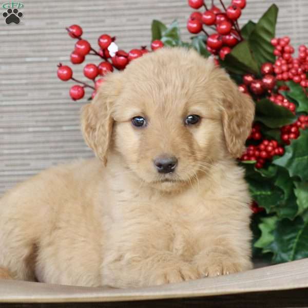 Polly, Goldendoodle Puppy