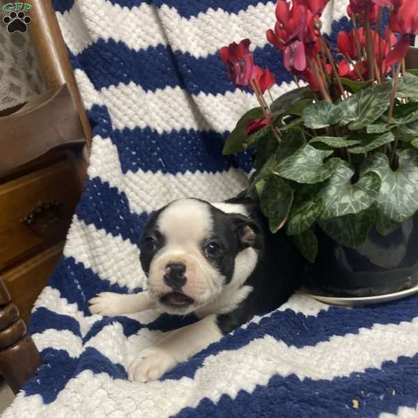 Benny, Boston Terrier Puppy