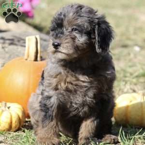 Freckles, Mini Labradoodle Puppy