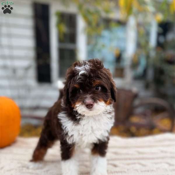 Cady- Toy, Mini Bernedoodle Puppy