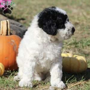 Midnight, Mini Labradoodle Puppy