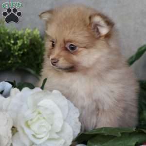 Lola, Pomeranian Puppy