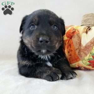 Junior, Labrador Mix Puppy