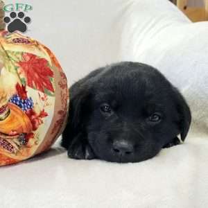 Jimmy, Labrador Mix Puppy