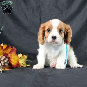 Happy, Cavalier King Charles Spaniel Puppy