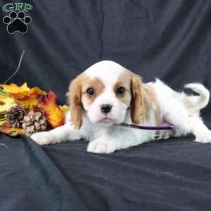 Hannah, Cavalier King Charles Spaniel Puppy