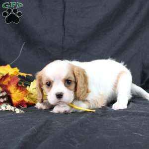 Honeydew, Cavalier King Charles Spaniel Puppy