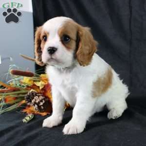 Henry, Cavalier King Charles Spaniel Puppy