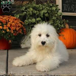 Kent, Miniature Poodle Puppy