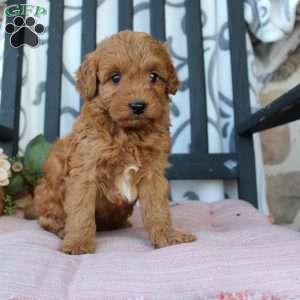 Malachi, Mini Goldendoodle Puppy