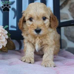 Matt, Mini Goldendoodle Puppy