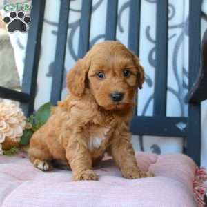 Micah, Mini Goldendoodle Puppy