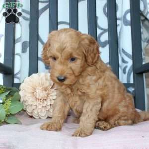 Mikey, Mini Goldendoodle Puppy