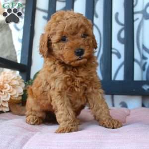 Megan, Mini Goldendoodle Puppy