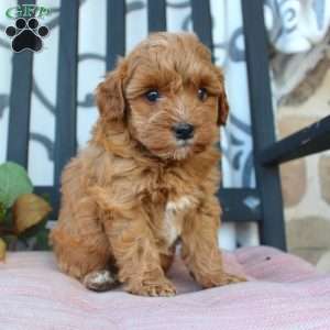 Michelle, Mini Goldendoodle Puppy