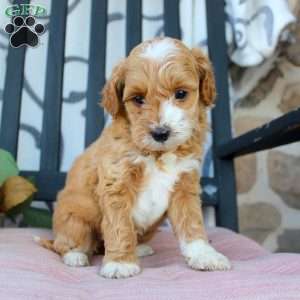 Makayla, Mini Goldendoodle Puppy