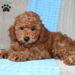 Braden, Mini Goldendoodle Puppy