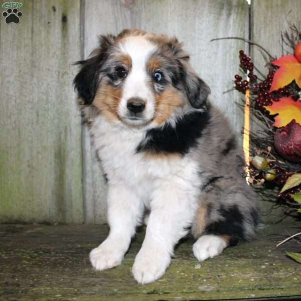 Kali, Miniature Australian Shepherd Puppy